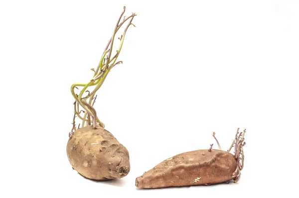 tatlı patates