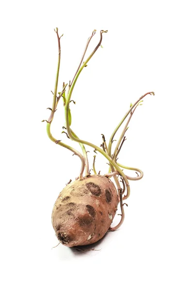 tatlı patates