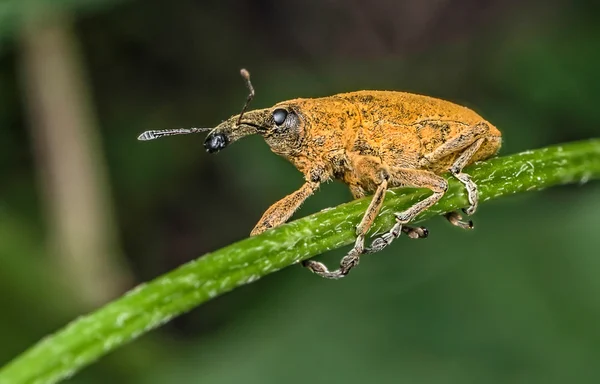 Snuitkevers — Stockfoto