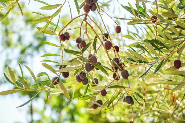 zeytin