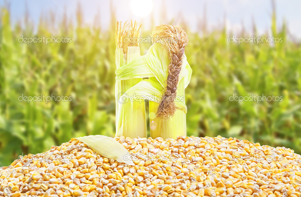 Corn love