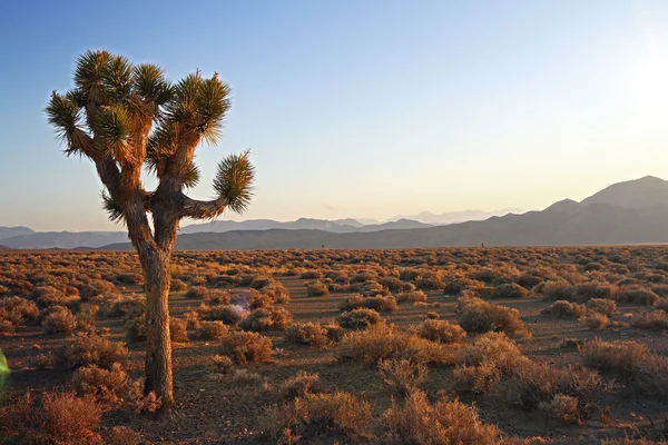 Krásná poušť při západu slunce — Stock fotografie