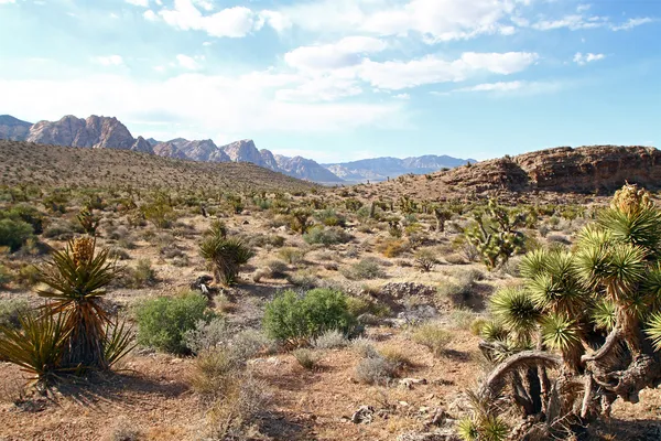 Nevada-ørkenen – stockfoto