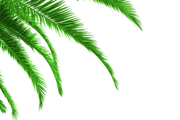 Palmera — Foto de Stock