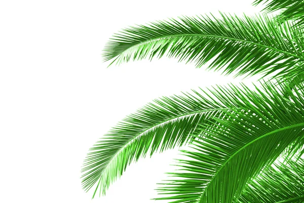 Palmera — Foto de Stock