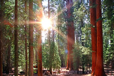 beautiful sequoia clipart