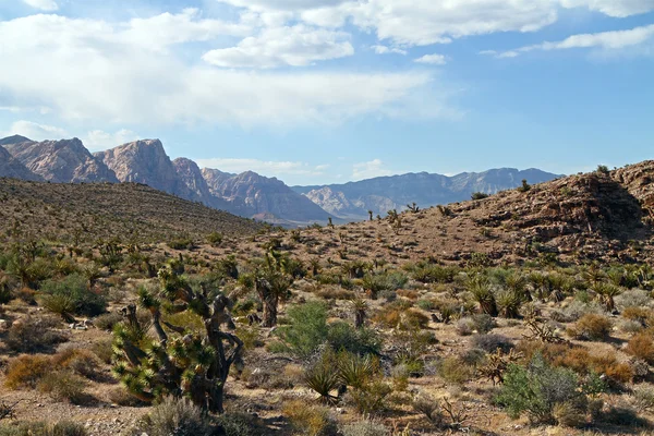 Desierto de Nevada —  Fotos de Stock