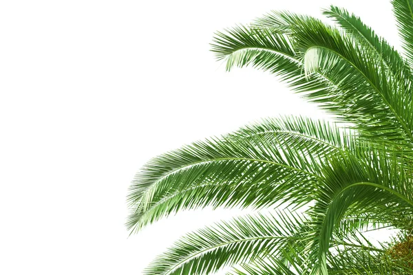 Folhas de palmeira — Fotografia de Stock