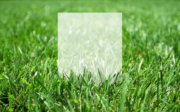 Grass and blank paper — Stock Photo, Image