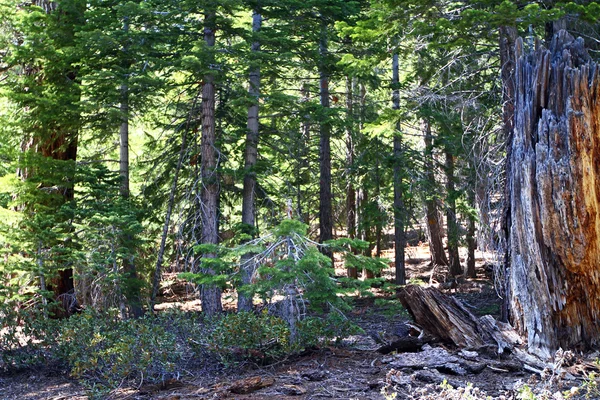 Vackra vilda skogen — Stockfoto