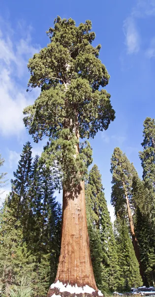 Grote sequoia — Stockfoto