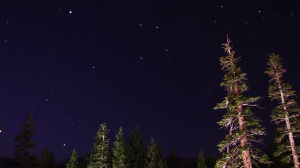 Ciel tourner à travers les arbres — Video