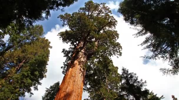 Général Sherman tree — Video