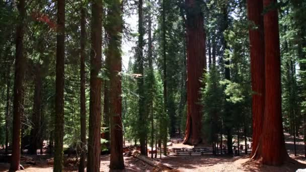 Foresta di sequoia — Video Stock