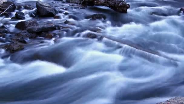 フォレスト内の水の流れ — ストック動画