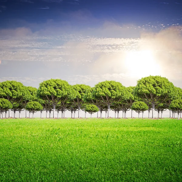Campo, árvores e céu — Fotografia de Stock