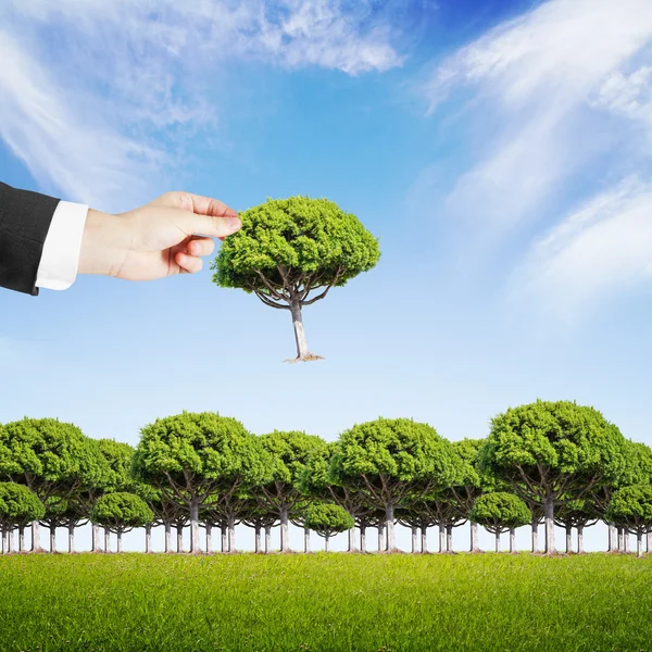 La mano pone un árbol —  Fotos de Stock