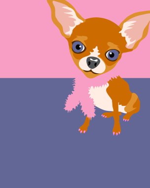 bir chihuahua köpek komik resim