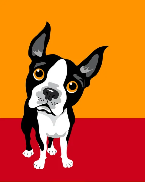 Funny illustration of Boston Terrier — Stock Vector