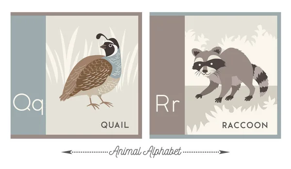 Illustrated Alphabet Animals Kids Letter Quail Letter Raccoon Vector Collection — Stock Vector