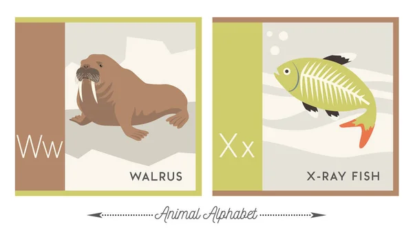 Illustrated Alphabet Animals Kids Letter Walrus Letter Ray Fish Vector — Stock Vector