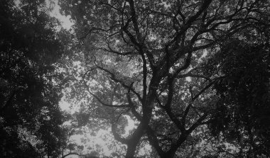 Ormanın güzel manzarası