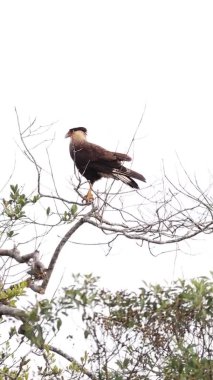 Carrancas şehrinde şahin arabası, Minas Gerais, Brezilya