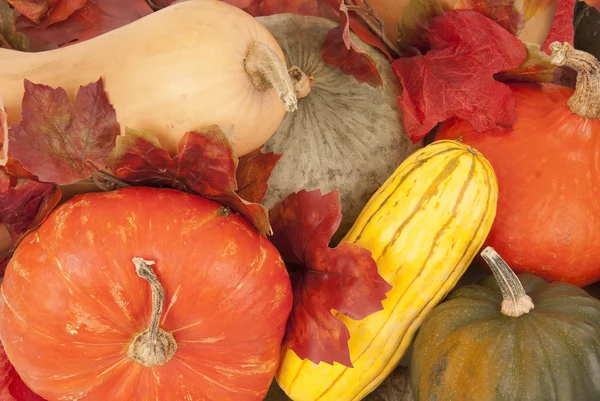 Butternut, Eichel und andere Herbstkürbisse sehr farbenfroh — Stockfoto