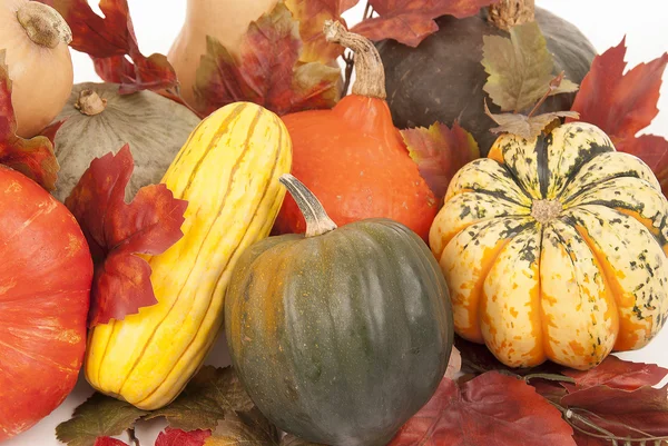 Récolte automnale de courges sur fond blanc — Photo