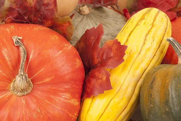 Fall squash multi color close up — Stock Photo, Image