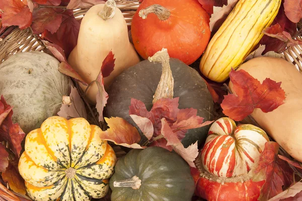 Oogst van verschillende pompoenen in rieten mand vallen — Stockfoto