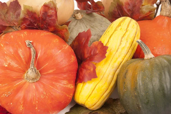 Őszi őszi Hálaadás sütőtök és squash elrendezése szorosan u — Stock Fotó