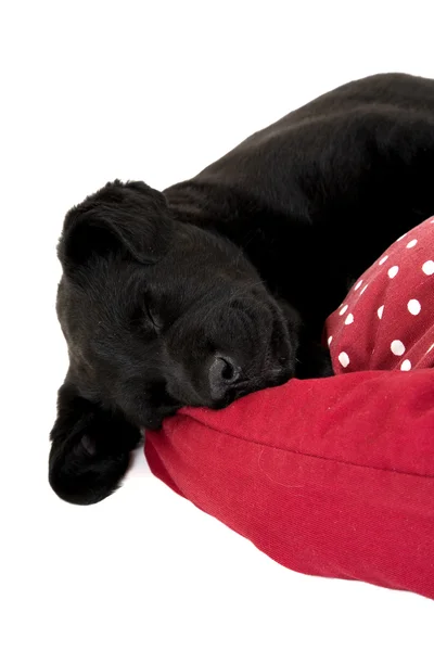 黑色拉布拉多小狗睡在一个红色的枕头上 — 图库照片