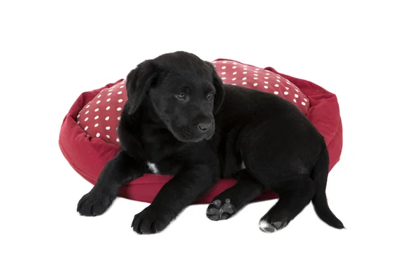Schattige jonge zwarte lab puppy hondje — Stockfoto