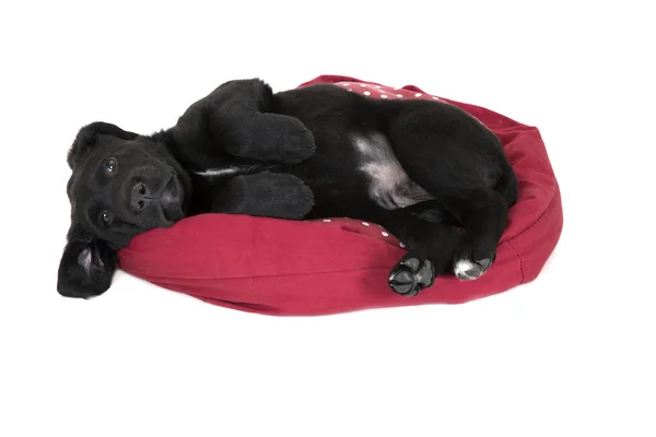 Adorável jovem preto labrador filhote de cachorro implorando deitado — Fotografia de Stock