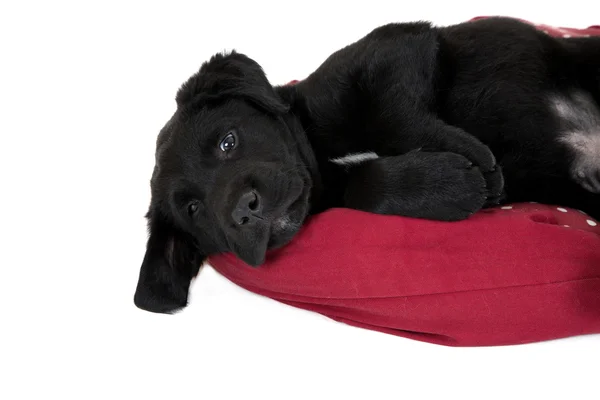 Close up of a cute black lab pup — Stock Photo, Image