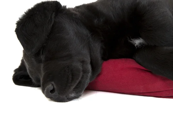 Close up of an adorable black lab puppy — Stock Photo, Image