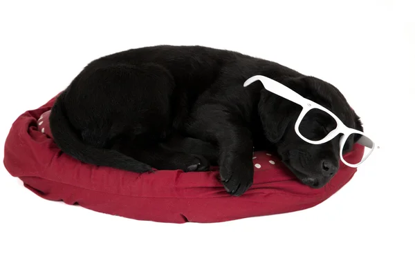블랙 래브라도 강아지 재미 흰색 안경을 착용 자 — 스톡 사진