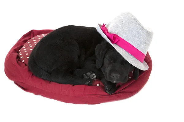 귀여운 검은 래브라도 강아지 자 고 입고 회색 모자 — 스톡 사진