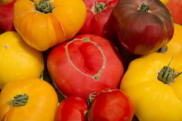 Boerderij tuin verse gezonde voedzaam organische erfstuk tomaten — Stockfoto