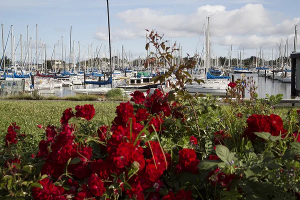 Lugna båt hamnen scen med rosor i förgrunden — Stockfoto
