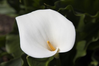 Güzel beyaz calla lily çiçek çiçeklenme