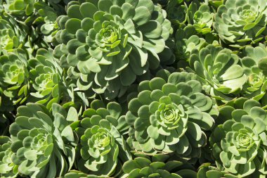 sağlıklı yeşil etli bitki crassulaceae