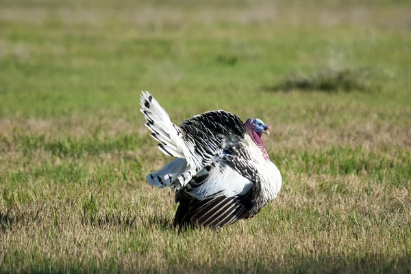 Big male turkey strutting in an open green field — Stock Photo, Image