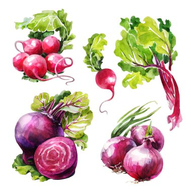 Sebzeli turp, ravent, pancar ve soğan. Beyaz arka planda el çizimi suluboya. Kart, çıkartma, ansiklopedi, menü ve yemek malzemelerinin yanı sıra tohum paketleme için kullanılabilir.