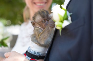 Little monkey at wedding clipart