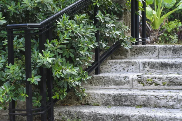 Treppe aus Koralle — Stockfoto