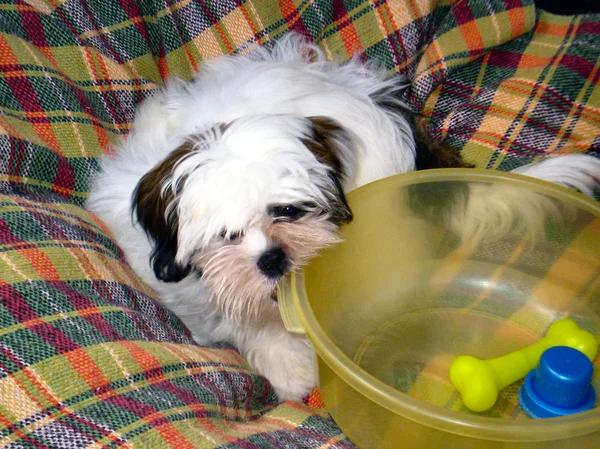 Lhasa apso
