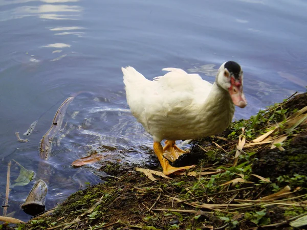 Brazilian Savage Duck — Stock Photo, Image