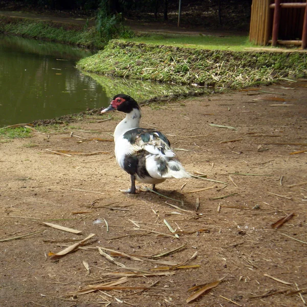 巴西的野蛮鸭 — 图库照片